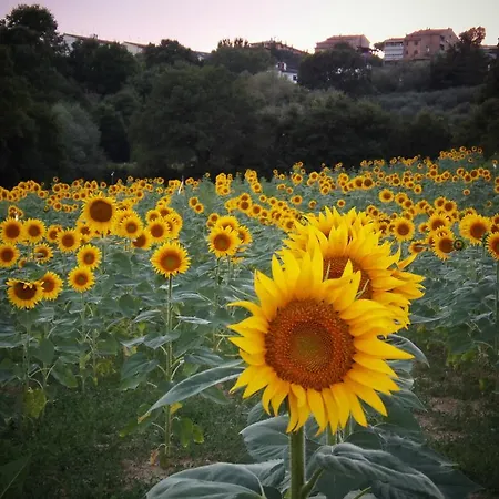 Podere La Capacciola *