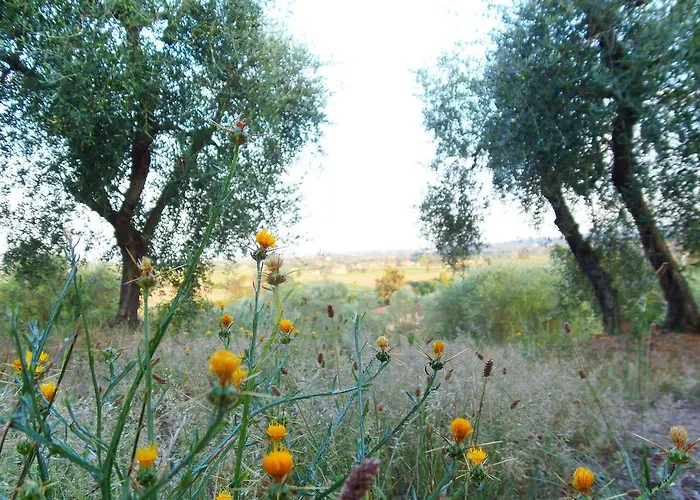Podere La Capacciola * Sinalunga