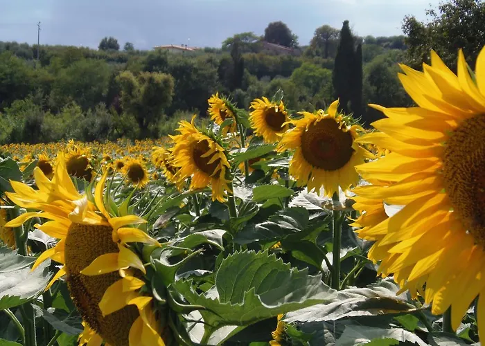 Podere La Capacciola Alojamento de Turismo Rural
