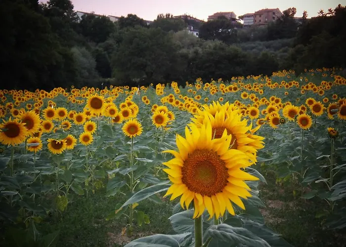 Podere La Capacciola *