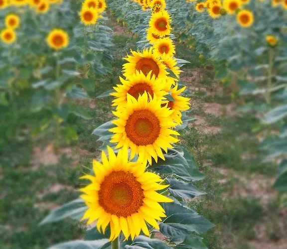 Podere La Capacciola 시나룬가