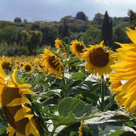 Podere La Capacciola Séjour à la ferme