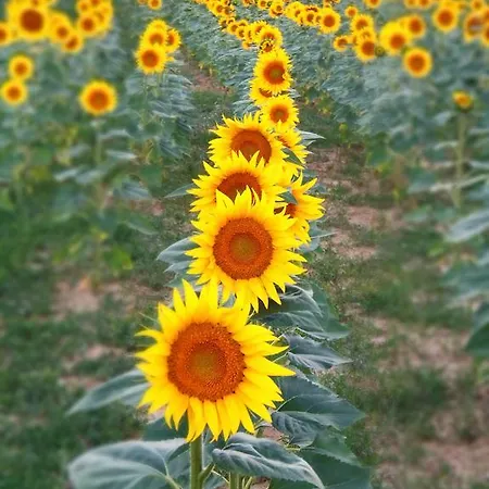 Podere La Capacciola Sinalunga